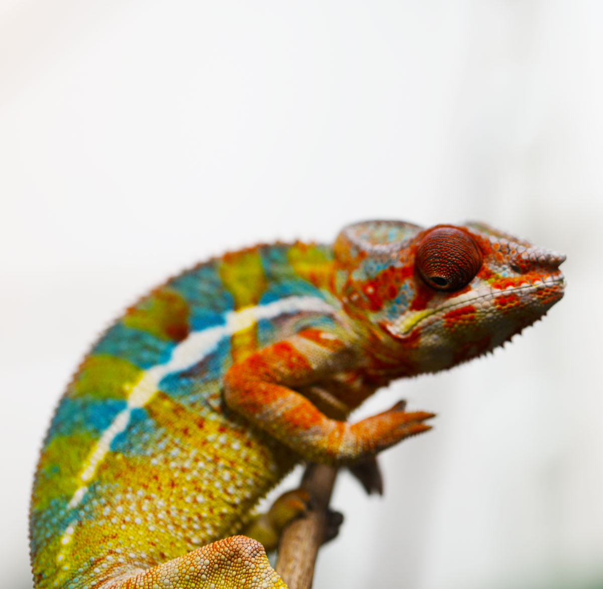 Rainbow Ambilobe Panther Chameleon for Sale