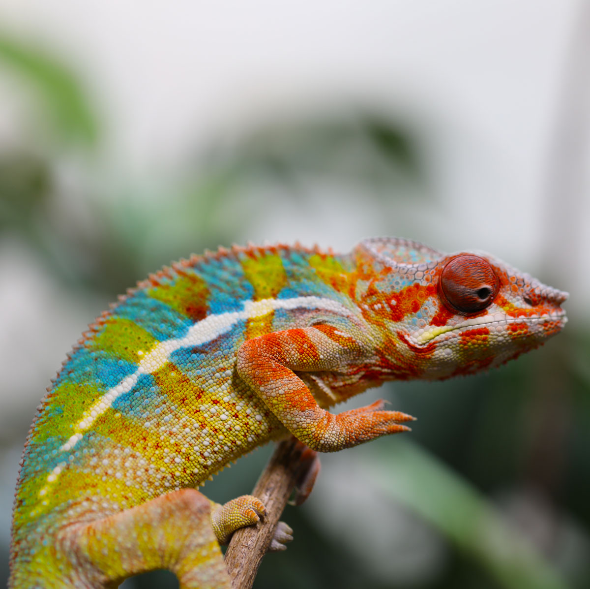 Rainbow Ambilobe Panther Chameleon For Sale
