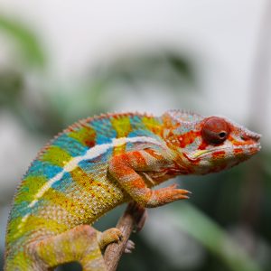 Rainbow Ambilobe Panther Chameleon For Sale