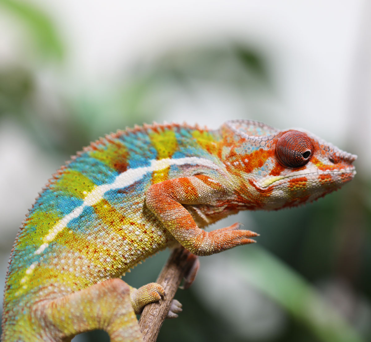 Select Holdback Male Ambilobe Panther Chameleon For Sale - Image 4