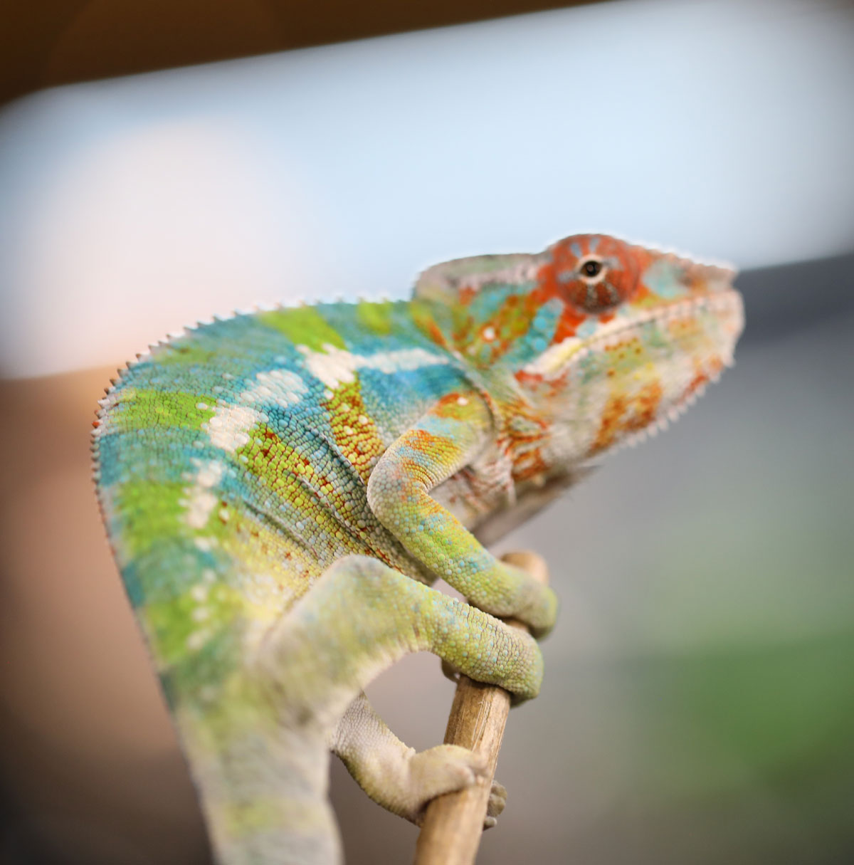 Male Ambilobe Panther Chameleon For Sale - Image 3
