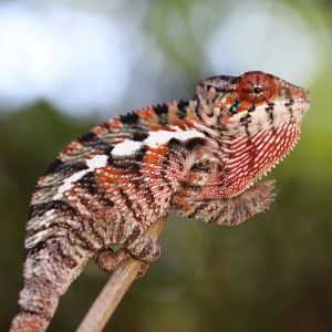 Red Body Blue Bar Ambilobe Panther Chameleon for Sale