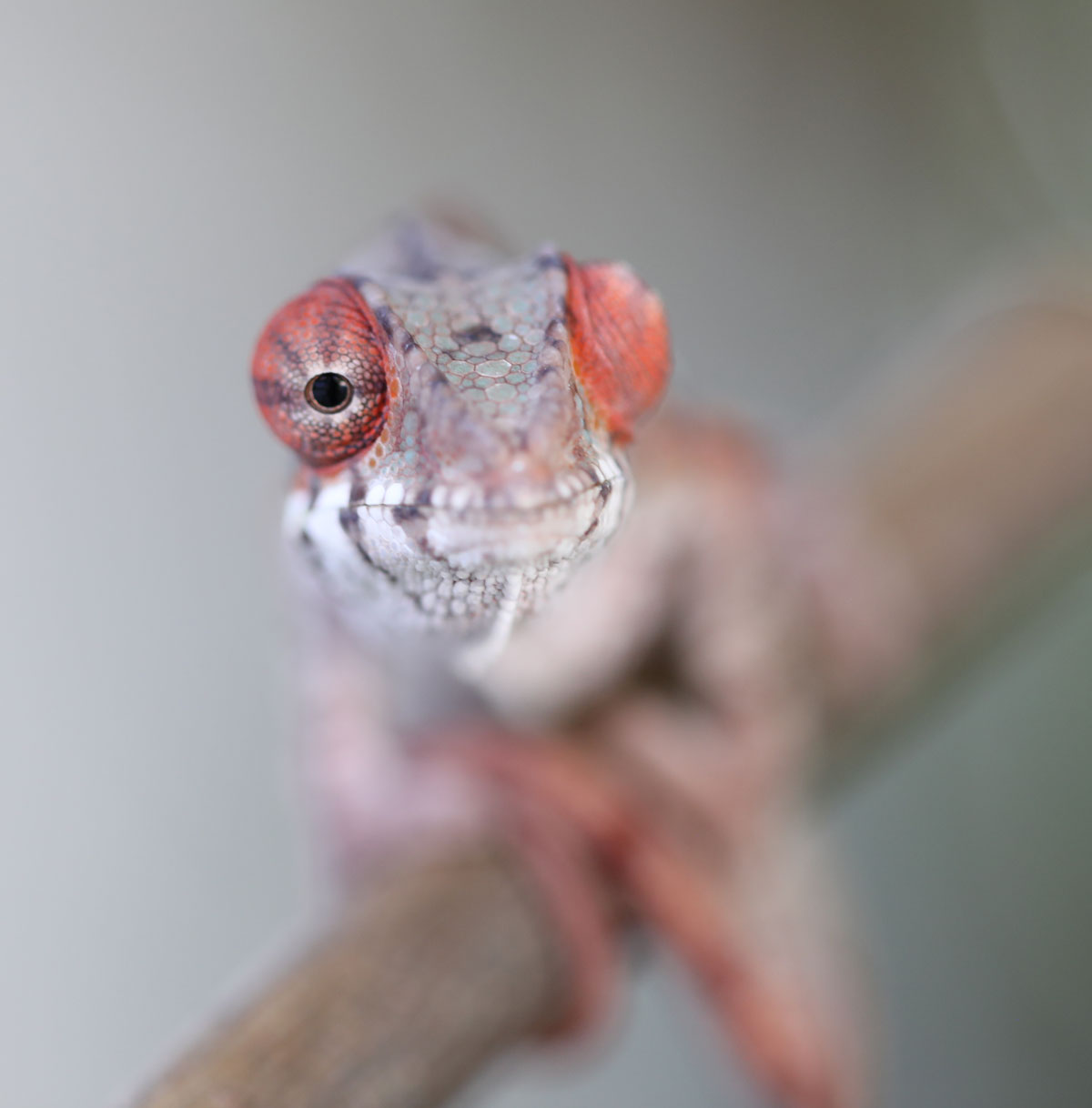 Male Ambilobe Panther Chameleon for Sale