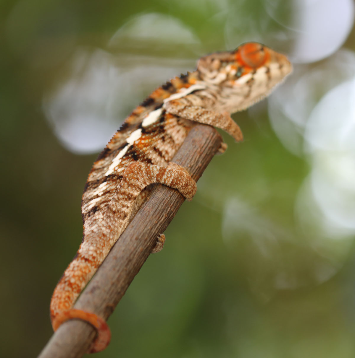 Male Ambilobe Panther Chameleon For Sale