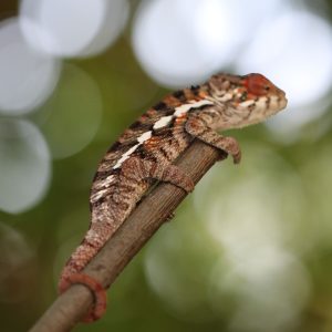 Male RBBB Ambilobe Panther Chameleon For Sale
