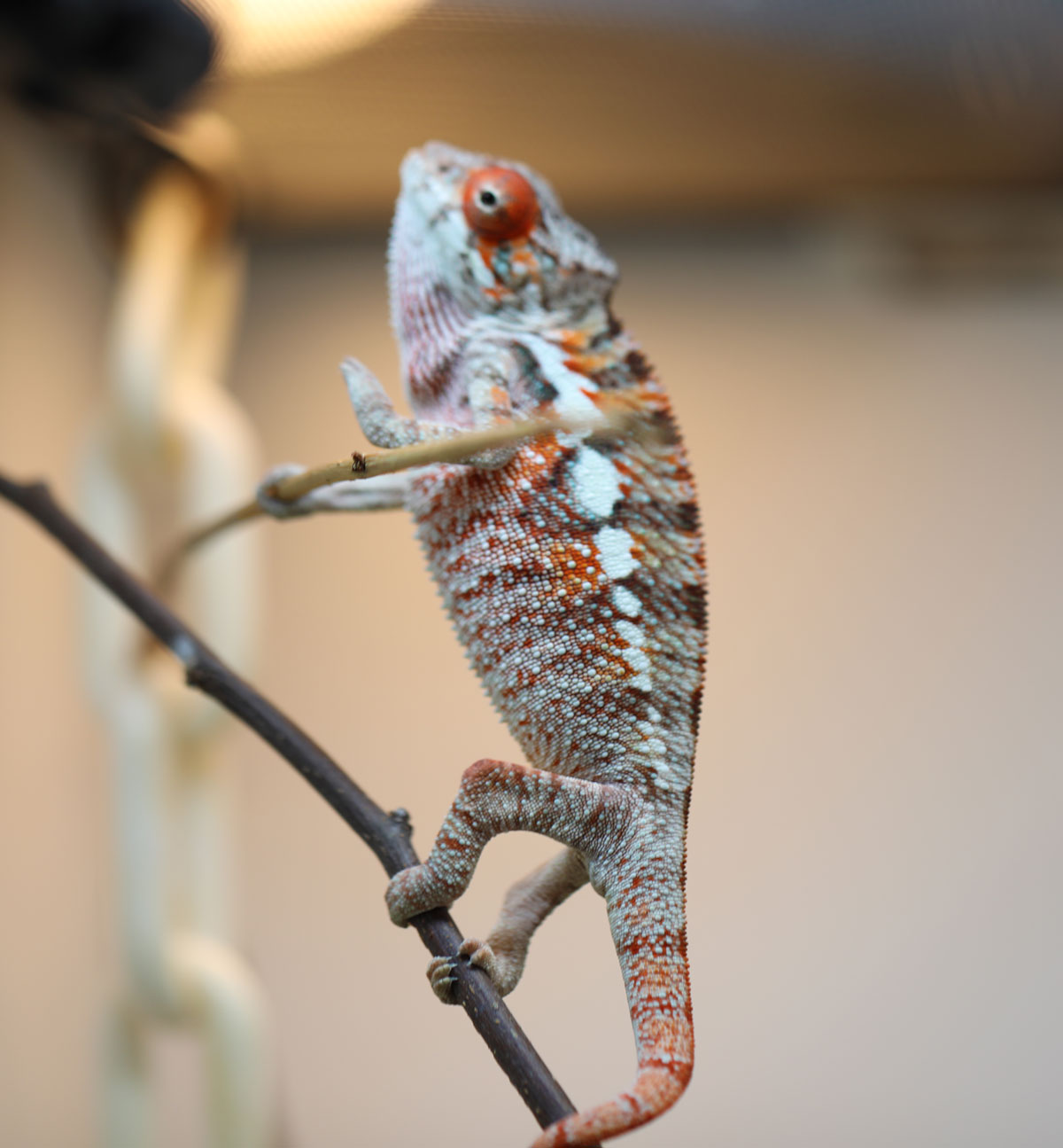 Male RBBB Ambilobe Panther Chameleon for Sale