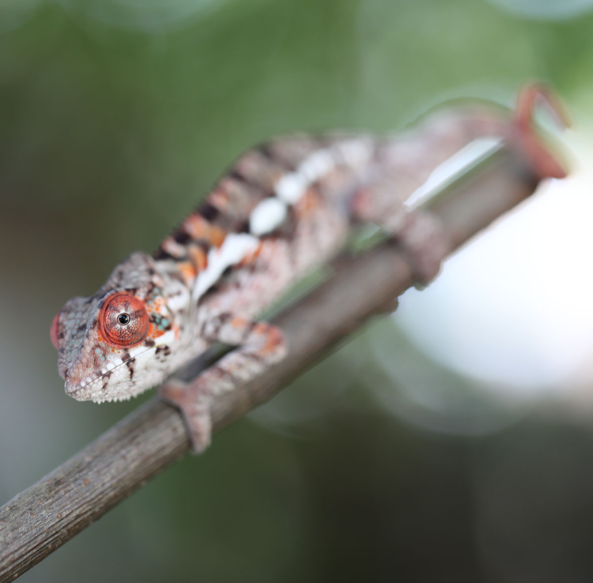 Male RBBB Ambilobe Panther Chameleon For Sale