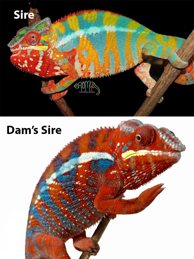 Ambilobe Panther Chameleon For Sale