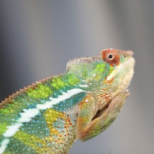 Male Ambilobe Panther Chameleon For Sale