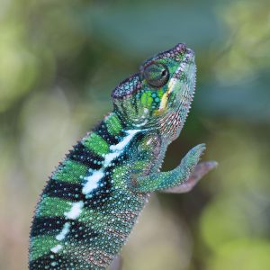 Rainbow Ambilobe Panther Chameleon For Sale