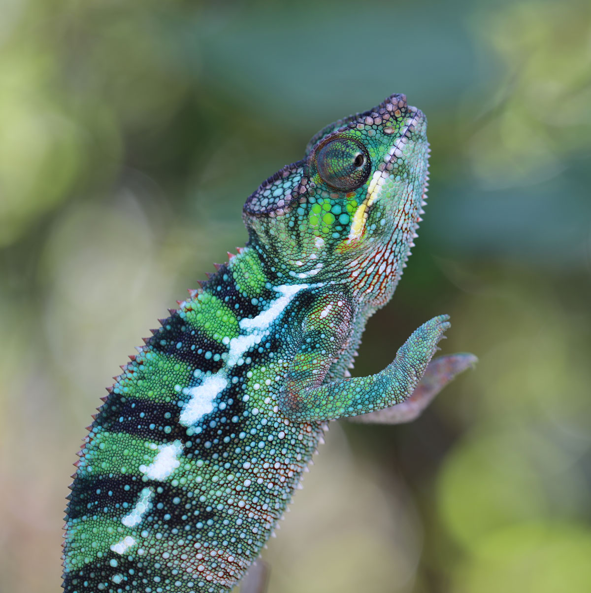 Rainbow Ambilobe Panther Chameleon For Sale