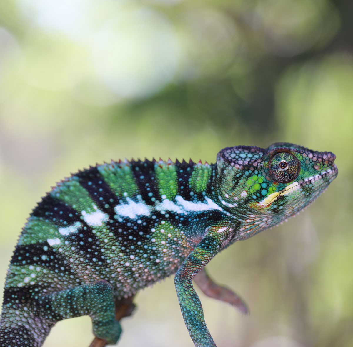 Rainbow Ambilobe Panther Chameleon For Sale