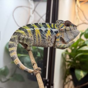Ambilobe Male Panther Chameleon for sale. TR12