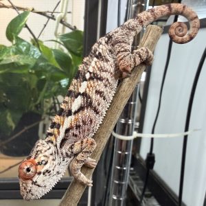RBBB Ambilobe Panther Chameleon for sale 1U4