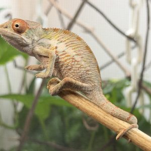 RBBB Ambilobe panther chameleon for sale 3U4