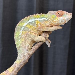 Male Ambilobe Panther Chameleon for sale #3903