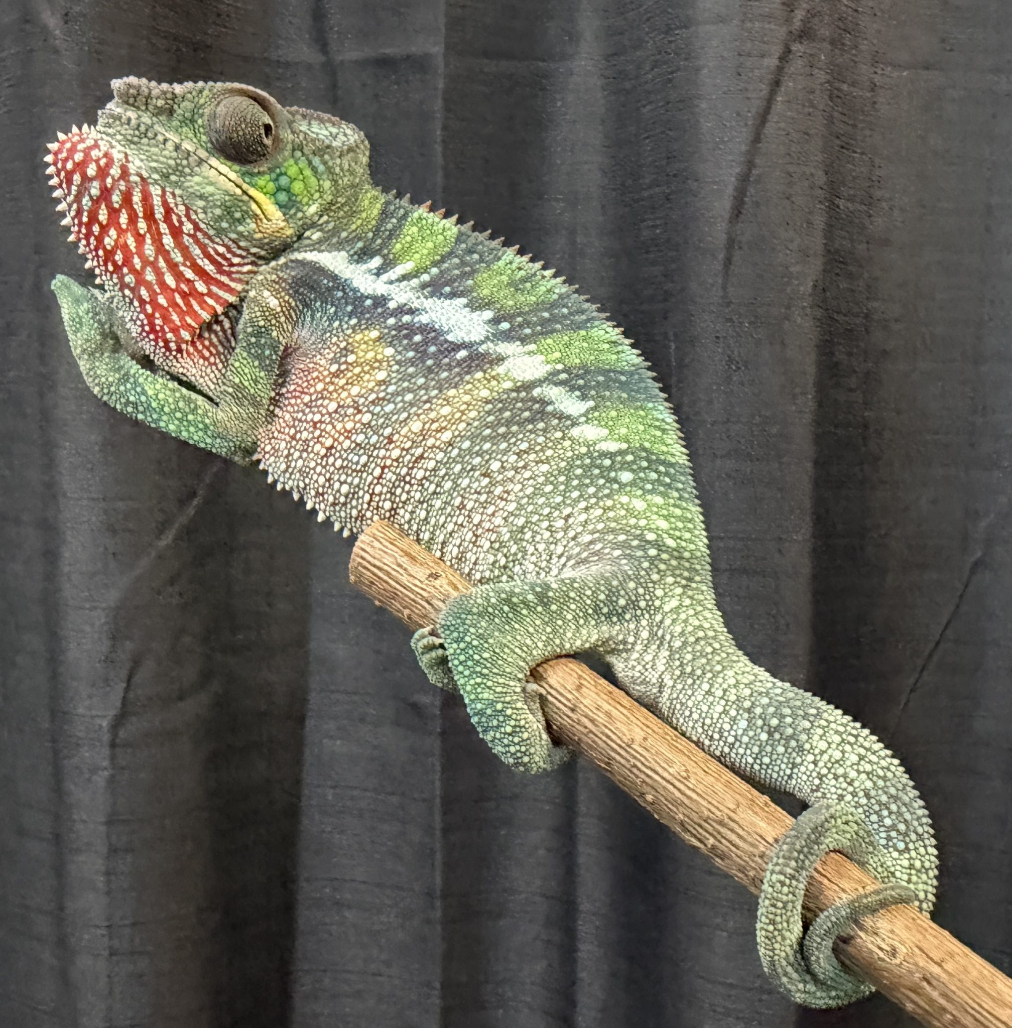 F2 Ambilobe Panther Chameleon for sale #3V4 - Image 7