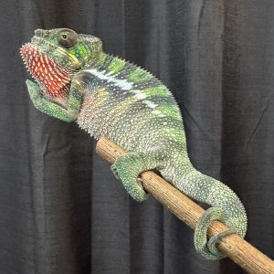 F2 Ambilobe Panther Chameleon for sale #3V4
