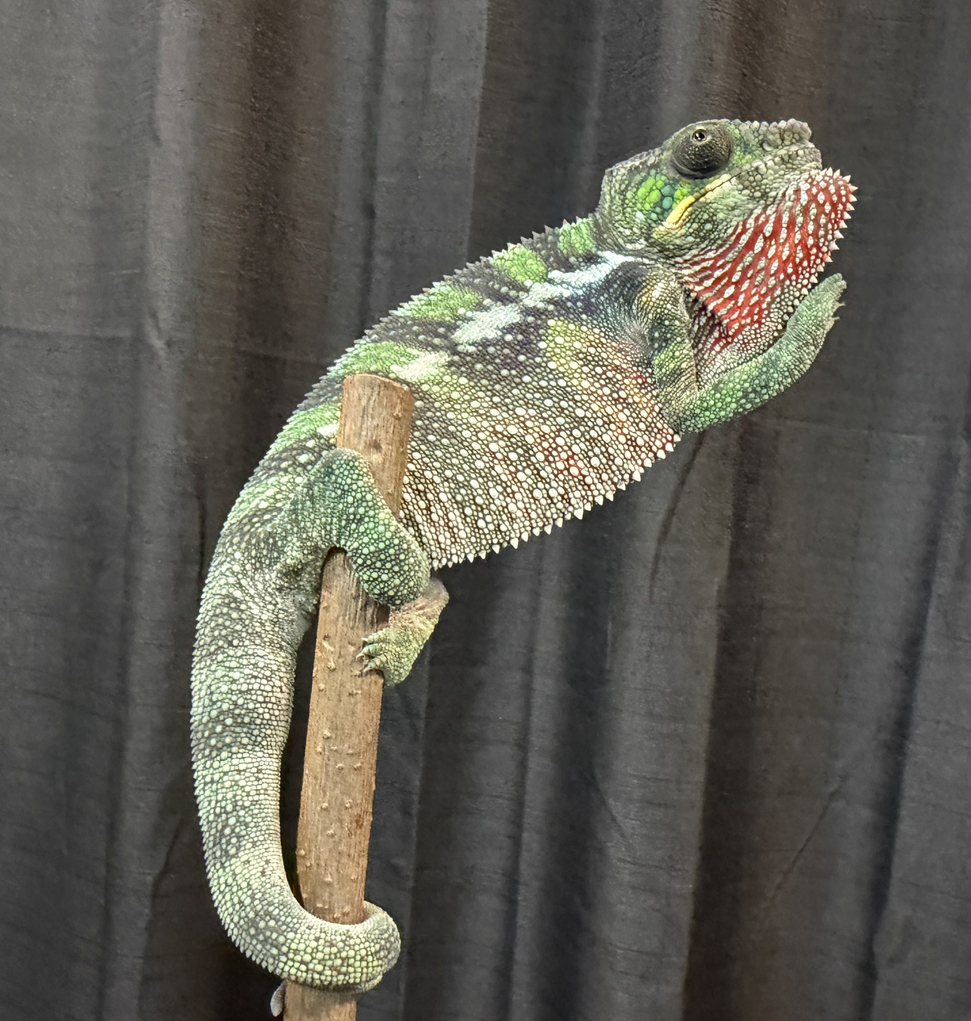 F2 Ambilobe Panther Chameleon for sale #3V4 - Image 6