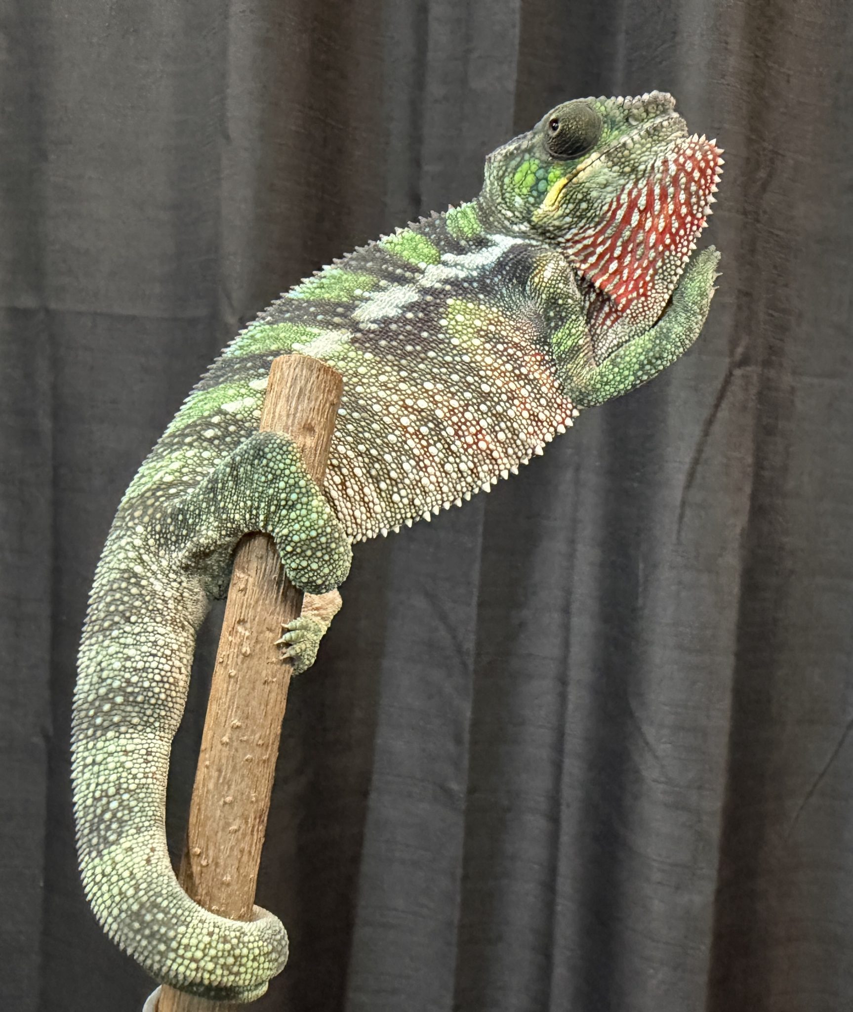 F2 Ambilobe Panther Chameleon for sale #3V4 - Image 5