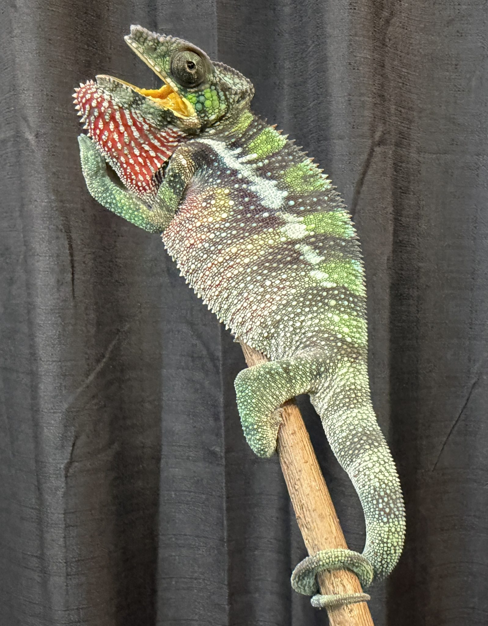 F2 Ambilobe Panther Chameleon for sale #3V4 - Image 3