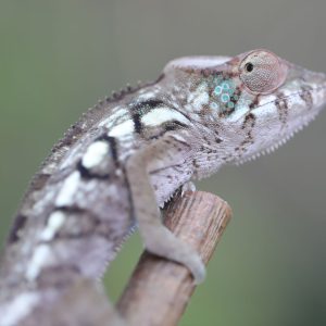 Female Nosy Be Panther Chameleon For Sale