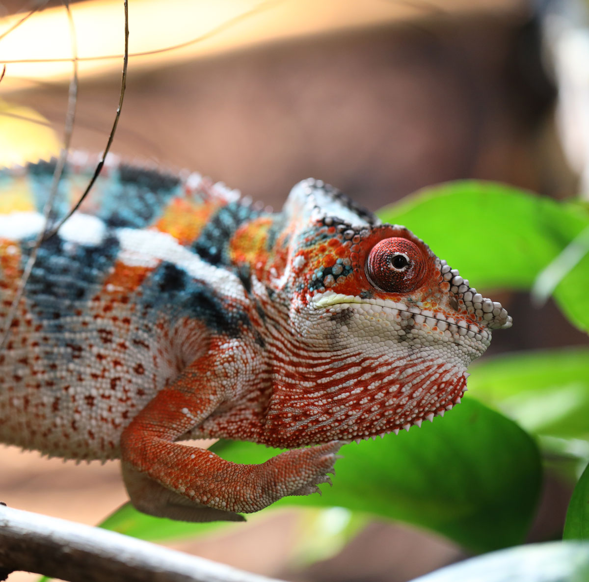 Male Ambilobe Panther Chameleon For Sale
