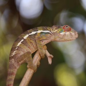 Male Rainbow Ambilobe Panther Chameleon For Sale