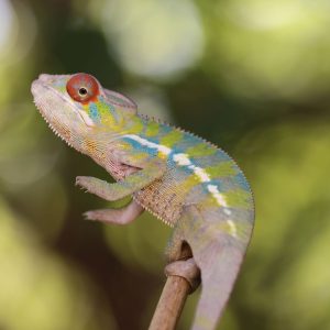 Male Rainbow Ambilobe Panther Chameleon For Sale