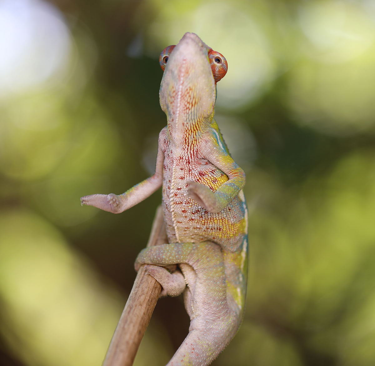 Male Ambilobe Panther Chameleon For Sale