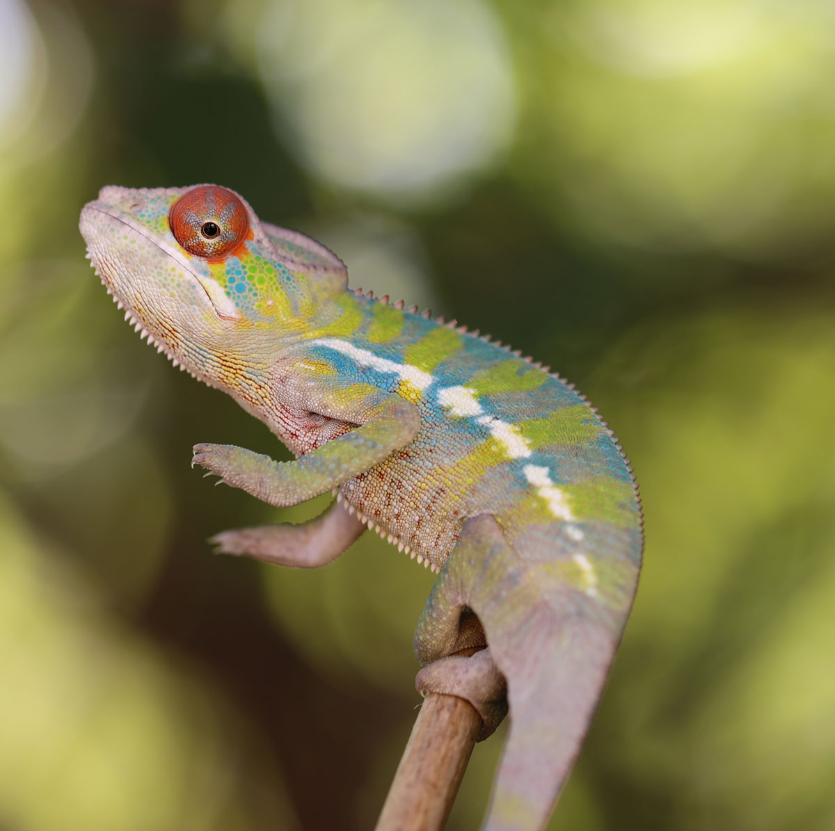 Male Ambilobe Panther Chameleon For Sale