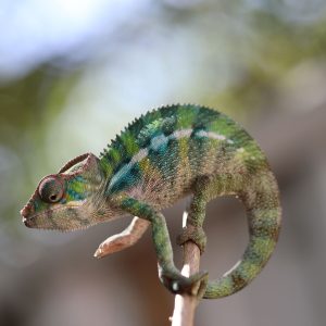 Male Rainbow Ambilobe Panther Chameleon For Sale