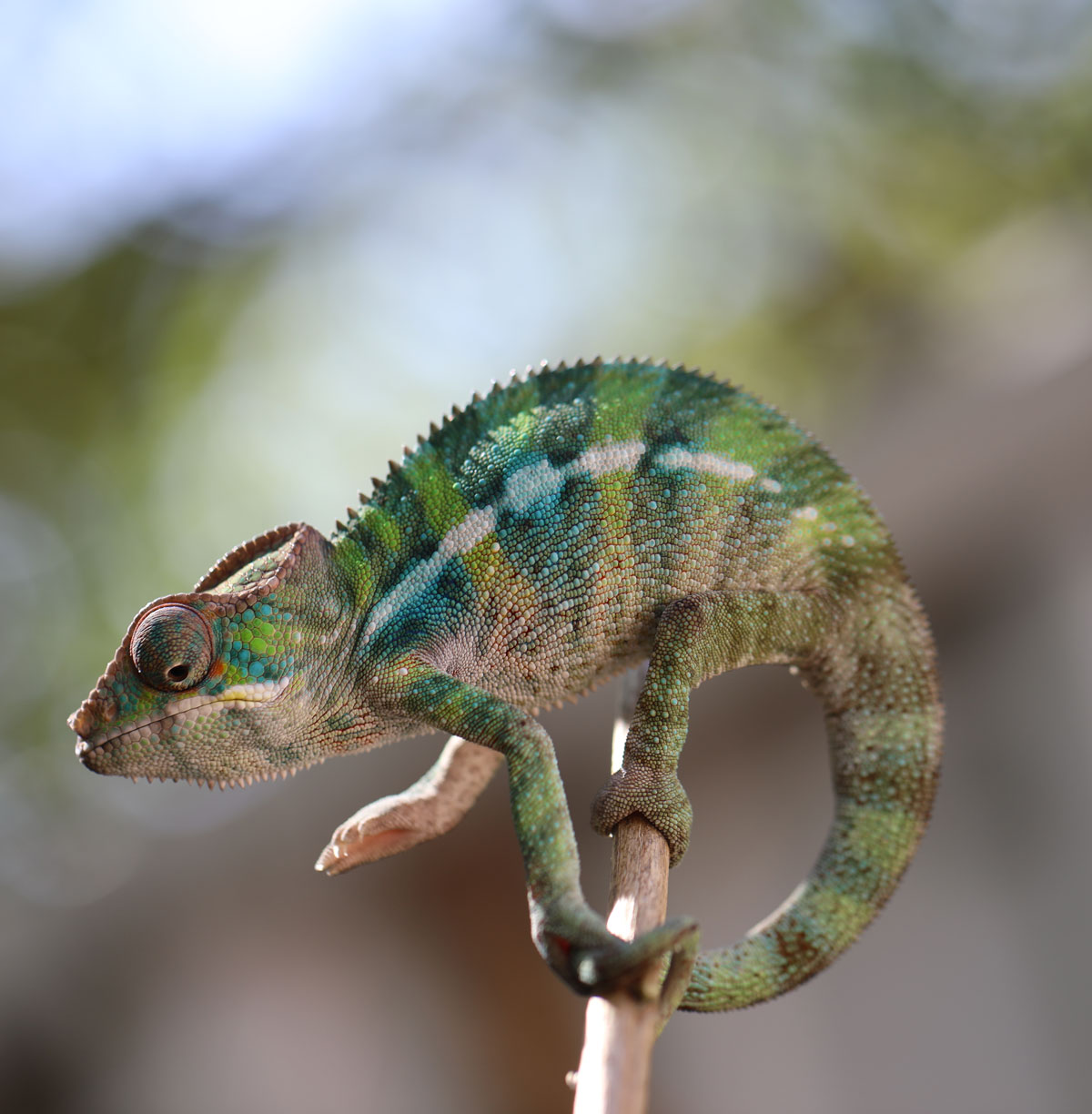 Male Rainbow Ambilobe Panther Chameleon For Sale
