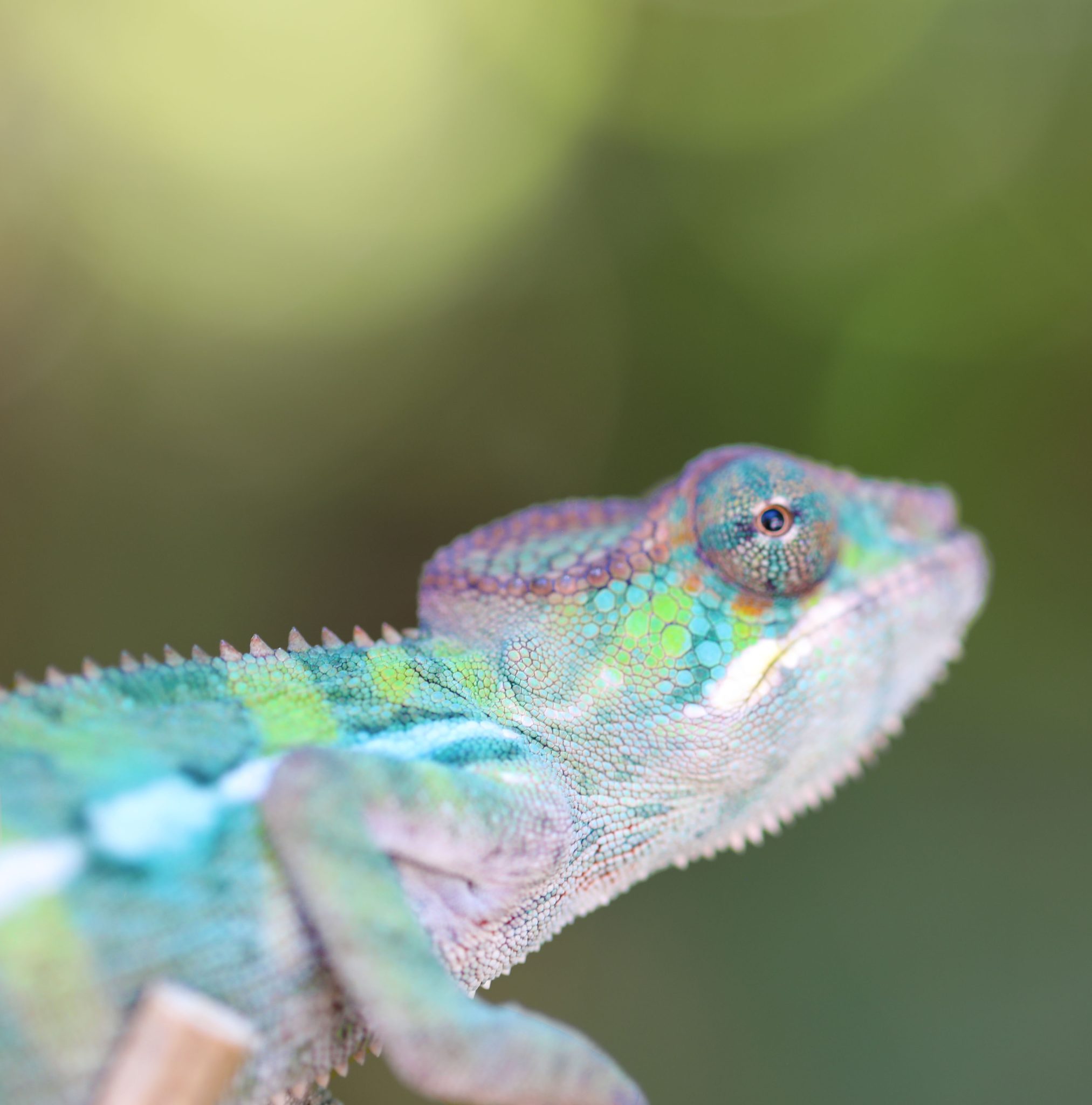 Male Rainbow Ambilobe Panther Chameleon For Sale