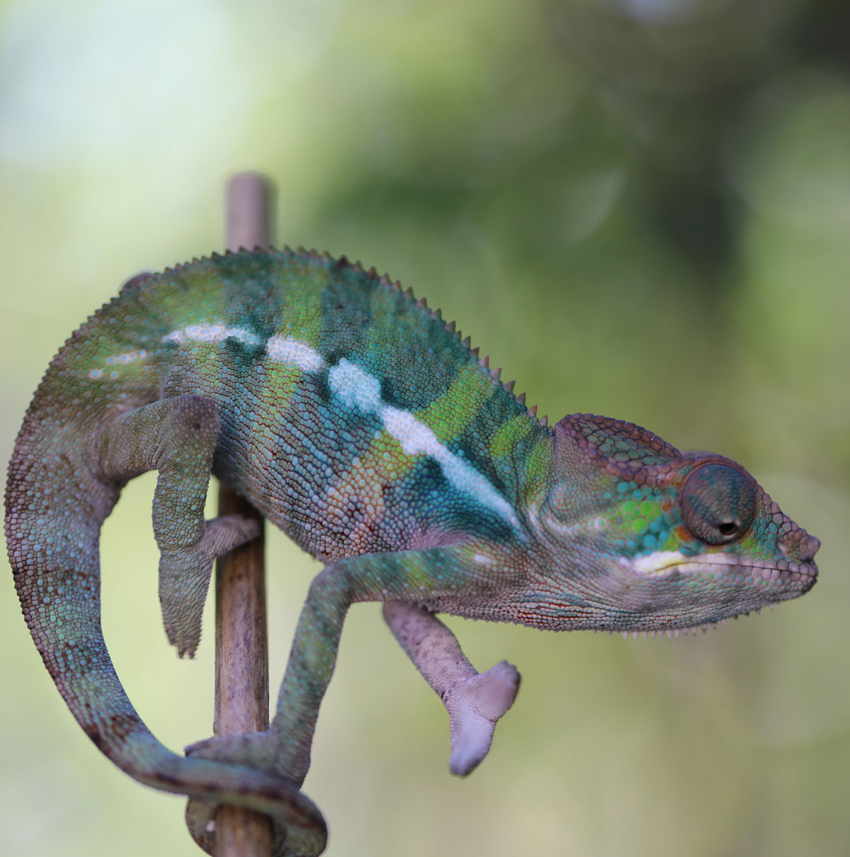 Male Rainbow Ambilobe Panther Chameleon For Sale