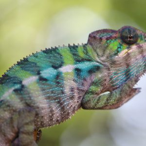 Male Ambilobe Panther Chameleon For Sale