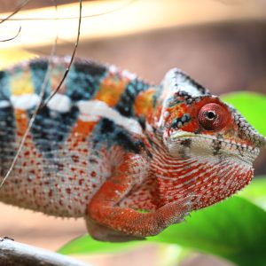 Male Ambilobe Panther Chameleon For Sale