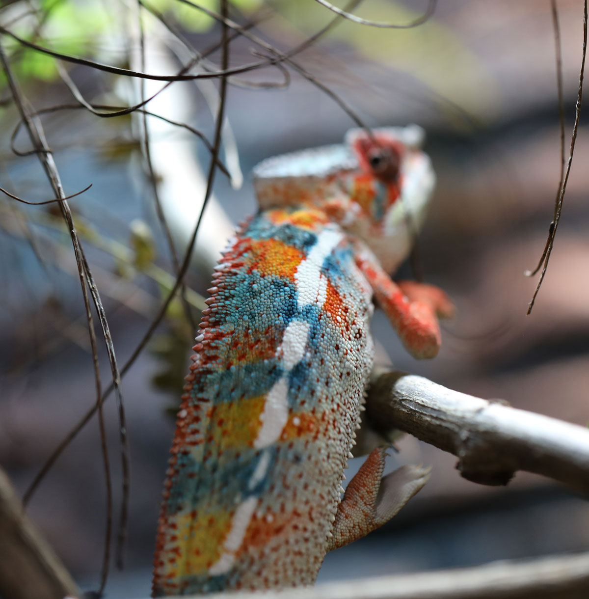 Male Ambilobe Panther Chameleon For Sale