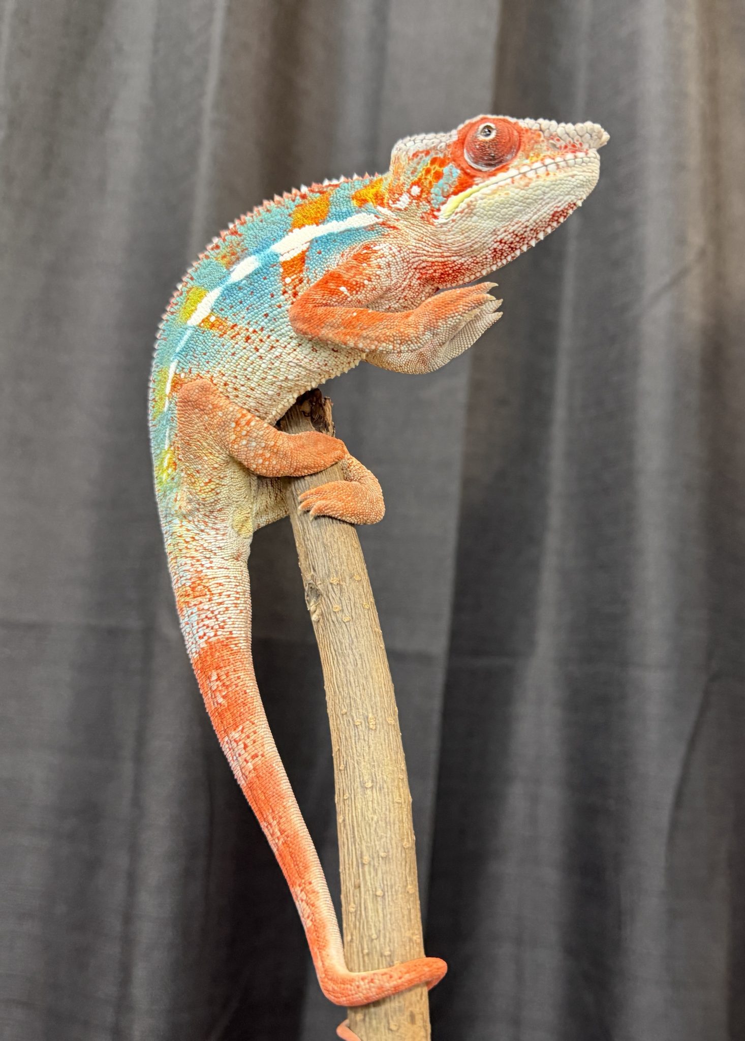 Male Ambilobe Panther Chameleon For Sale #45O3 - Image 4
