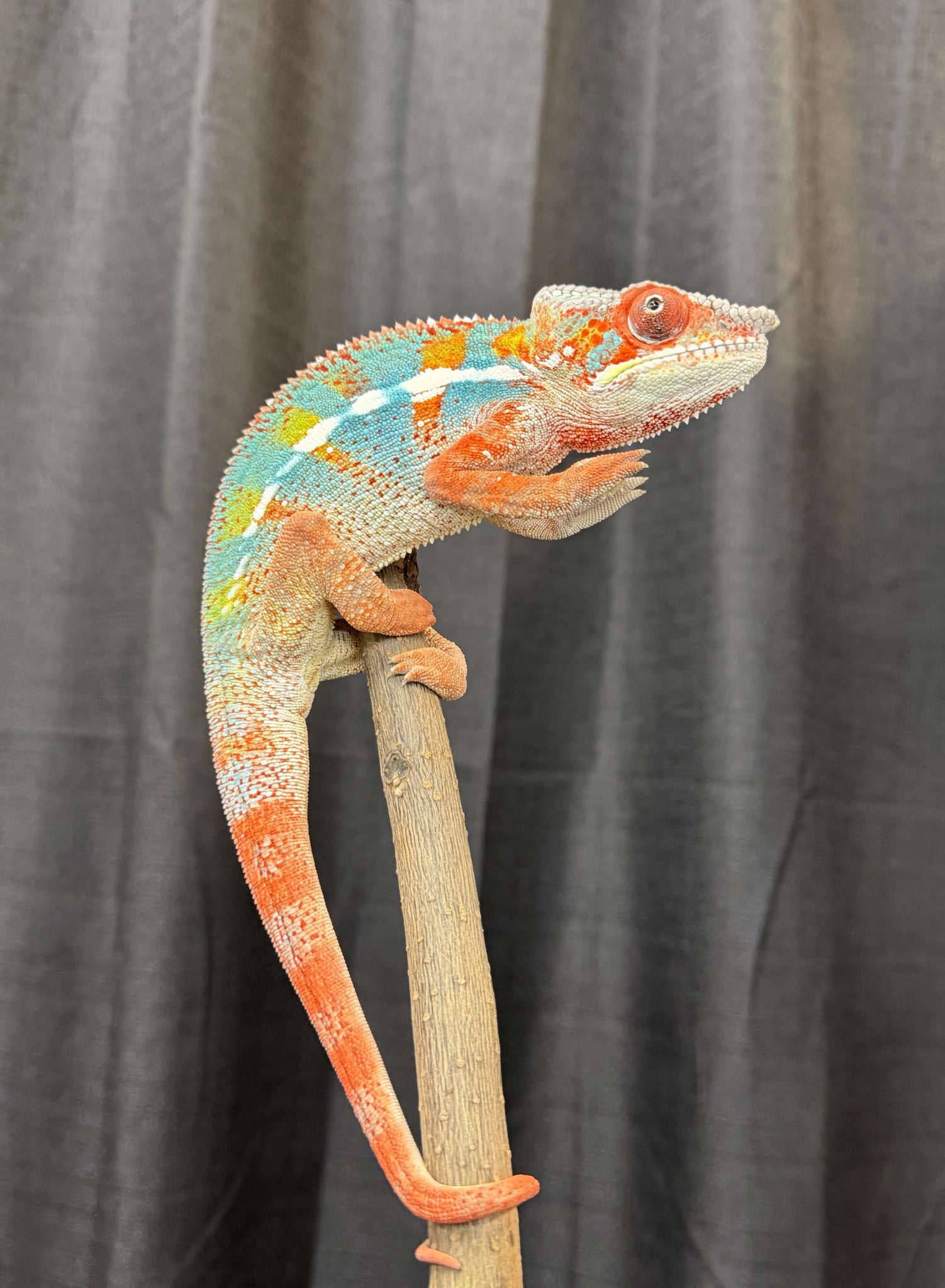 Male Ambilobe Panther Chameleon For Sale #45O3 - Image 5