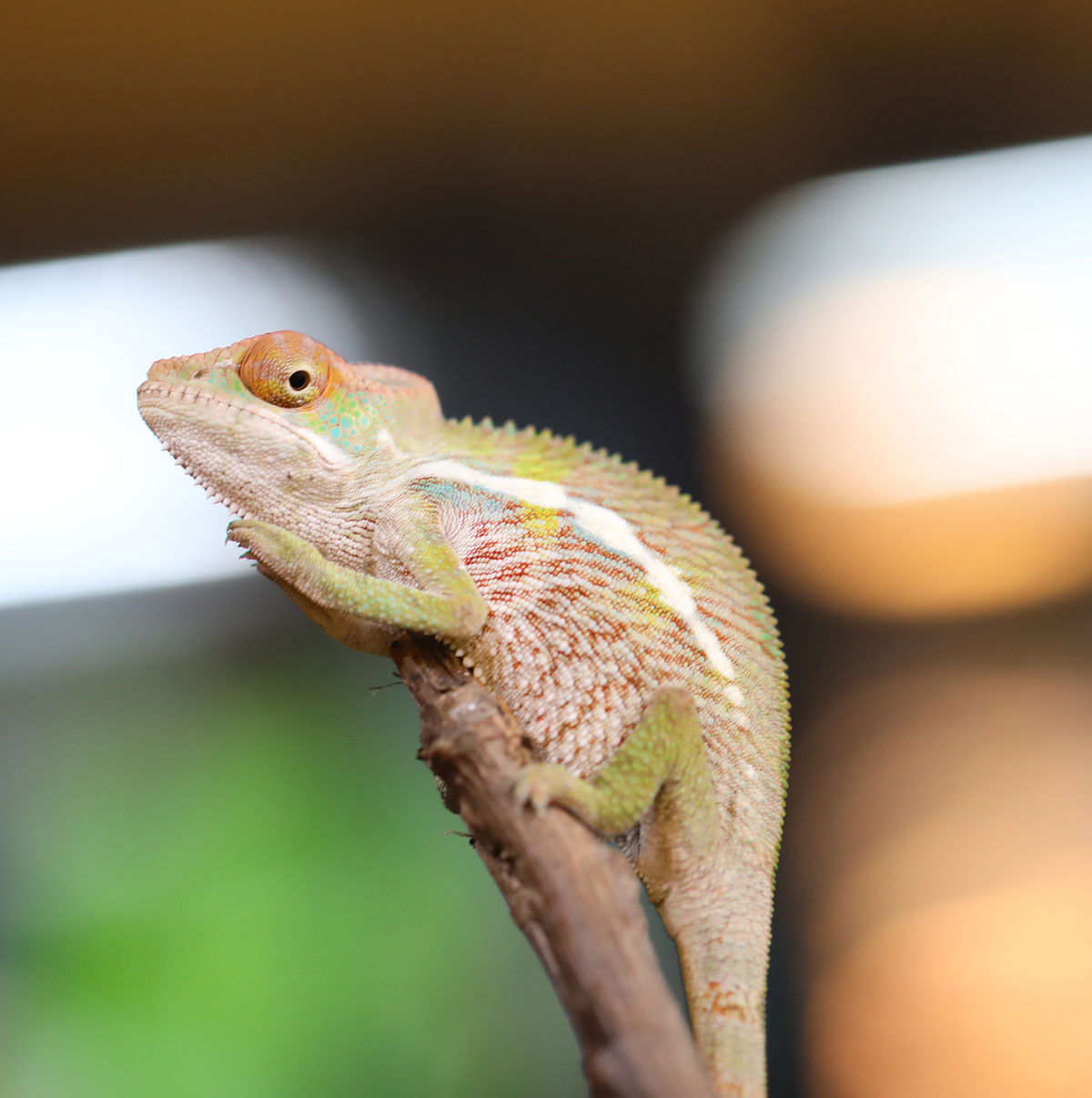 Male Ambilobe Panther Chameleon for sale