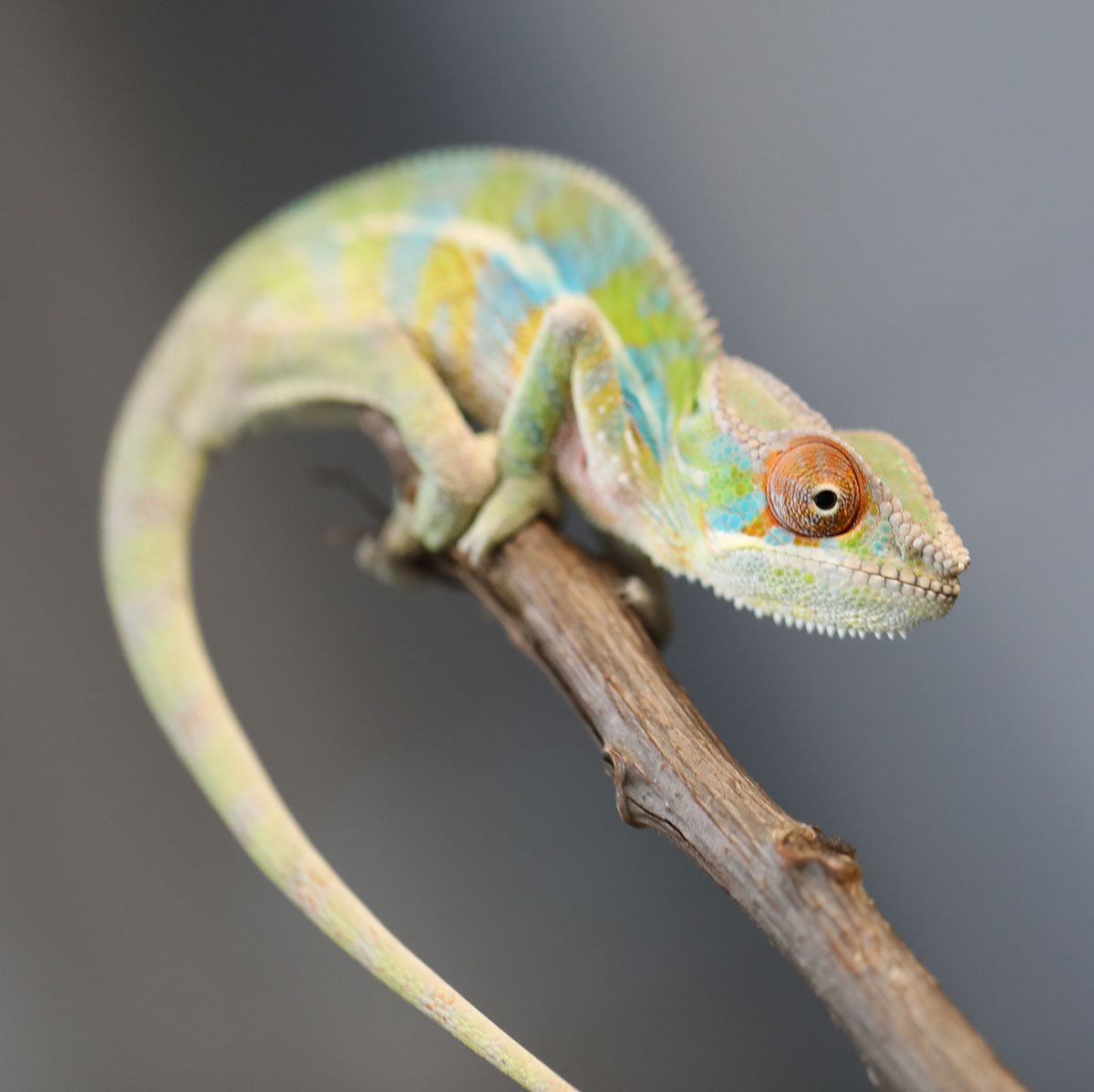 Male Rainbow Ambilobe Panther Chameleon For Sale
