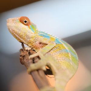 Male Rainbow Ambilobe Panther Chameleon For Sale