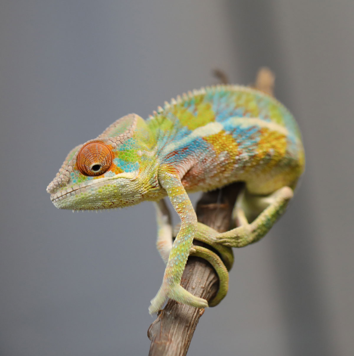 Male Rainbow Ambilobe Panther Chameleon for Sale