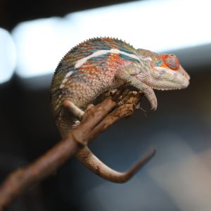 Red body blue bar Ambilobe panther chameleon for sale