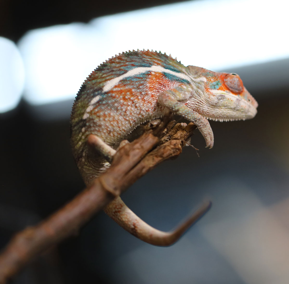 Red body blue bar Ambilobe panther chameleon for sale
