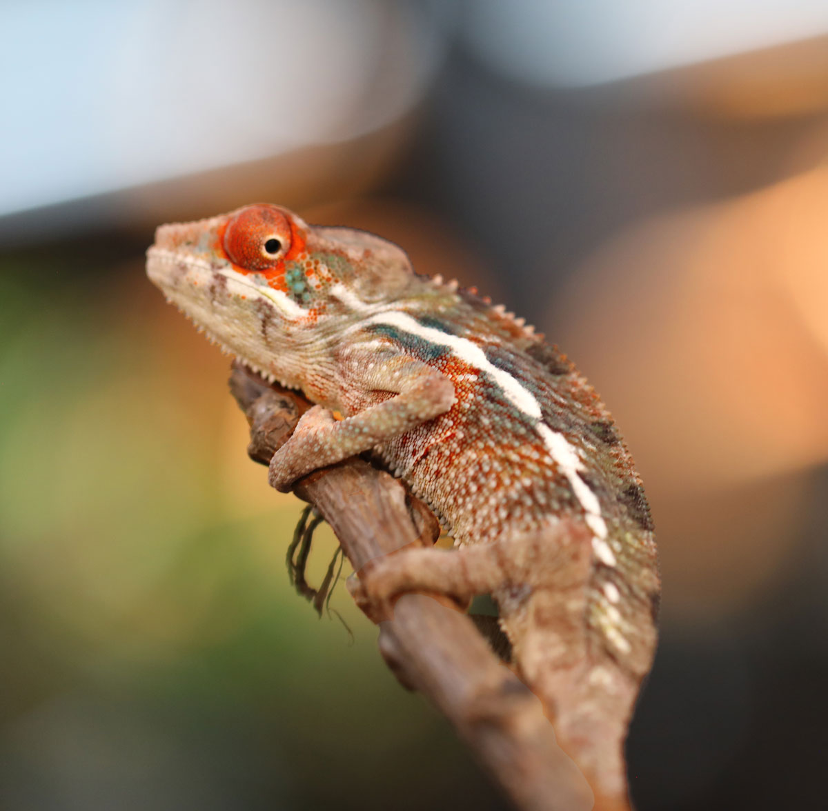 Red body blue bar Ambilobe panther chameleon for sale