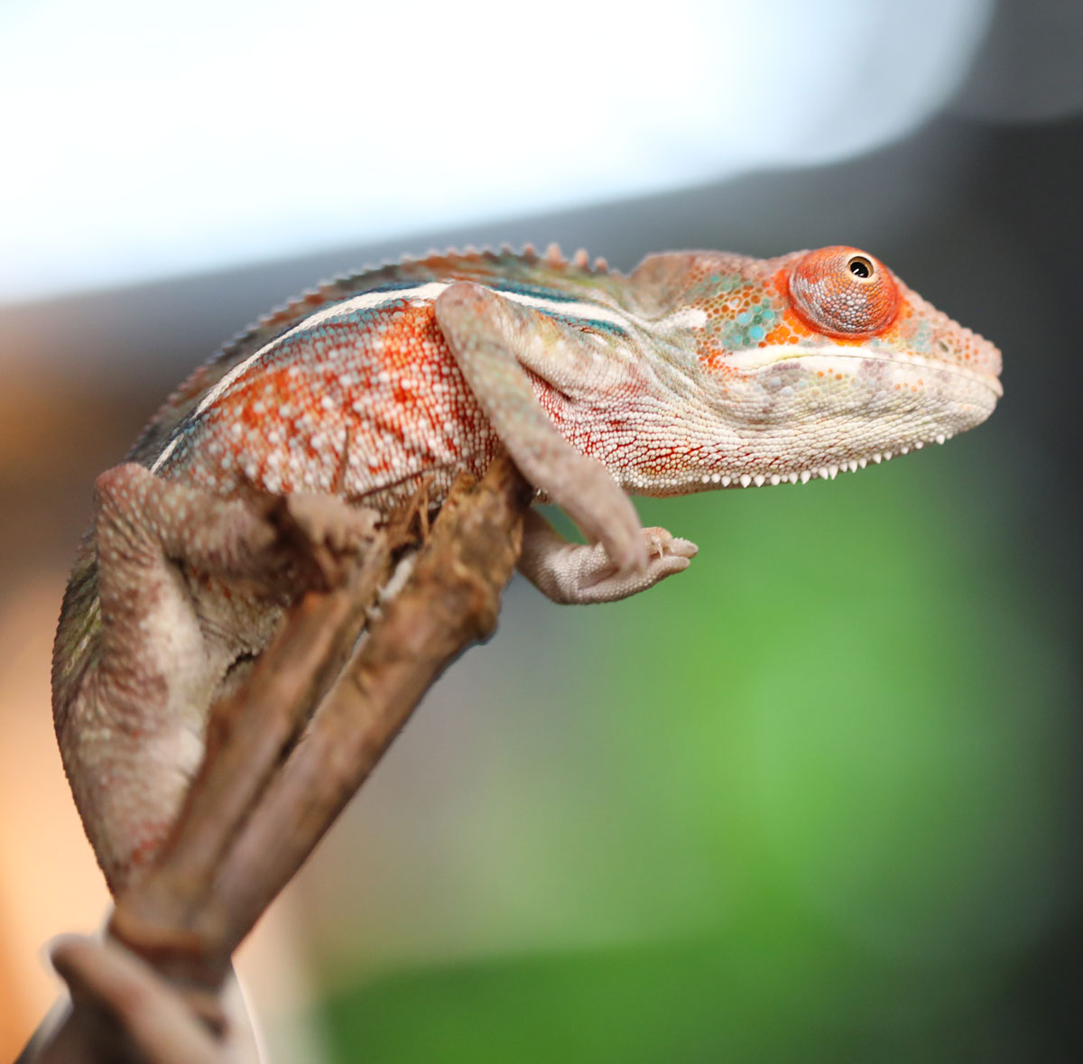 red body blue bar Ambilobe panther chameleon for sale