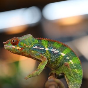 Male Rainbow Ambilobe Panter Chameleon For Sale
