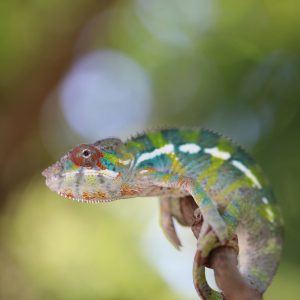 Male Ambilobe Panther Chameleon For Sale